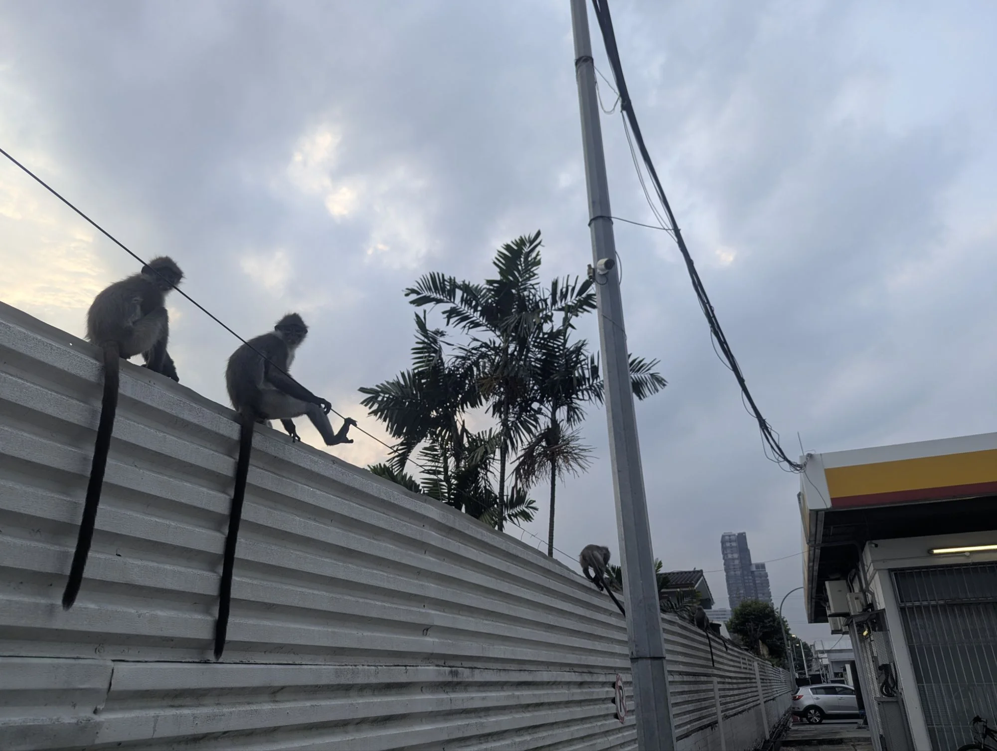 Back to Kuala Lumpur and the monkeys had followed us into the city. It was interesting: the locals fed them with bubble tea and chips and of course the monkeys quite liked it 🙃