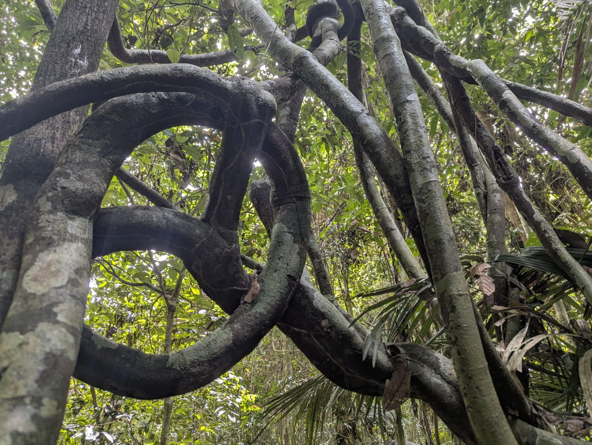 The jungle rollercoasters &mldr;
