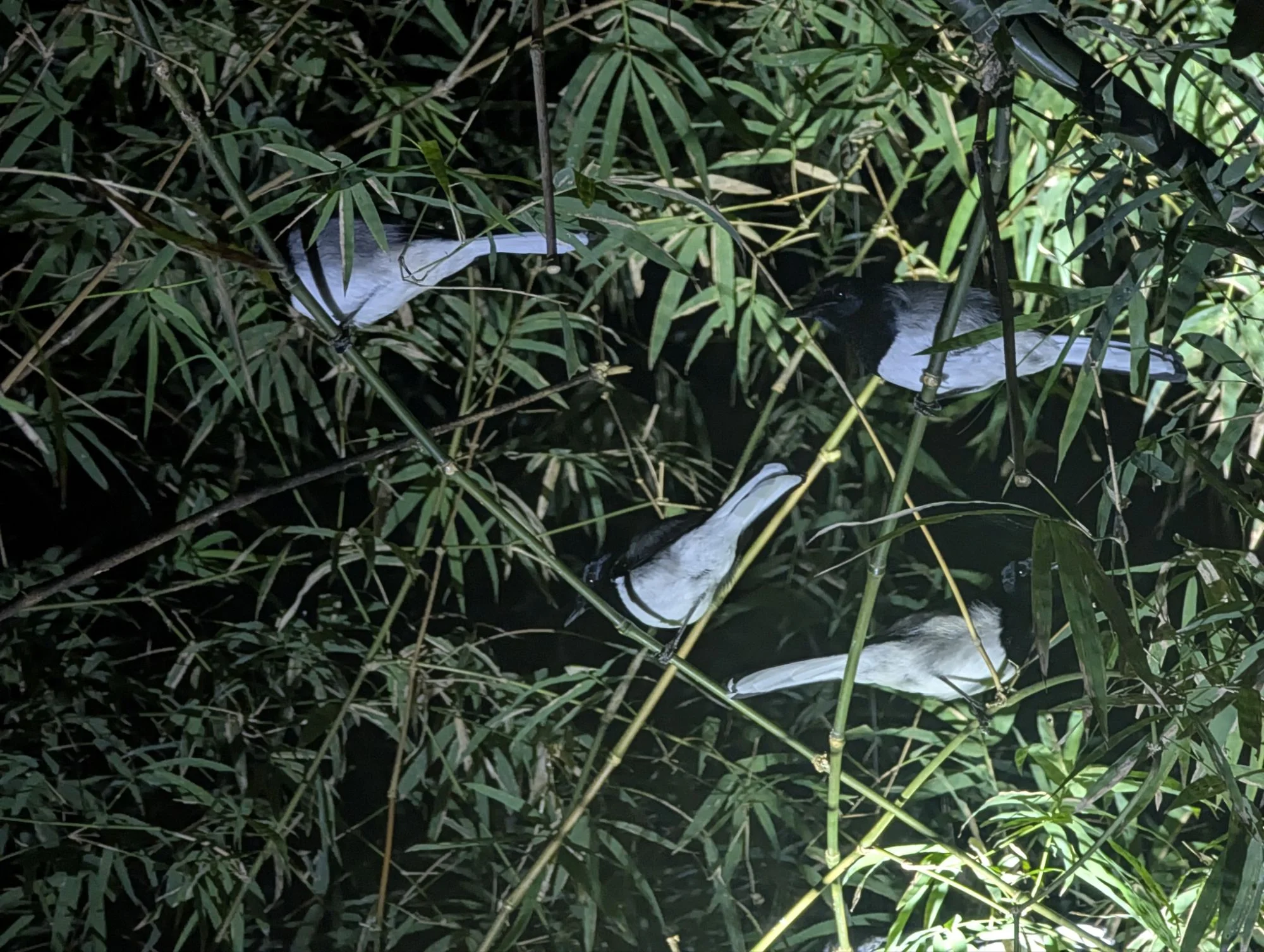 On a guided night tour we saw a lot of interesting animals. These are sleeping birds.