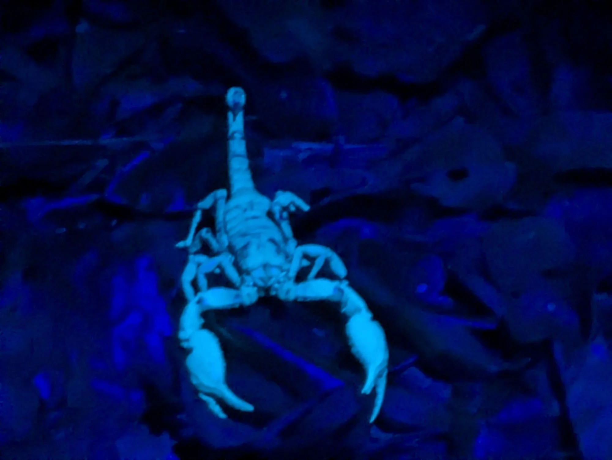 Techno party scorpion.