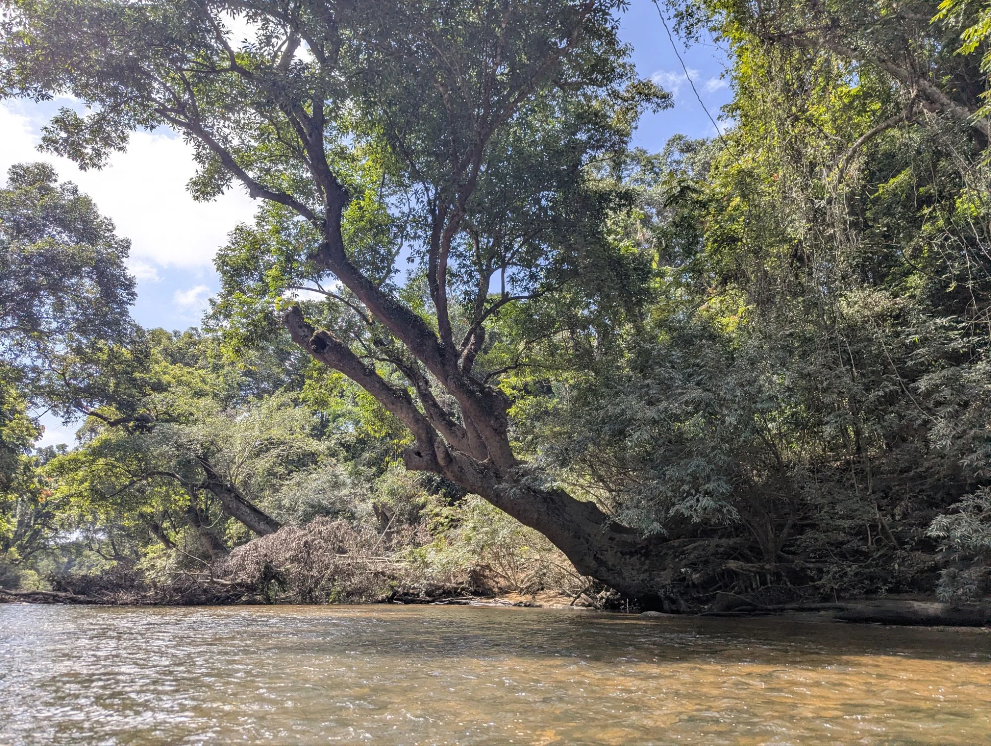 My favorites: the big trees.